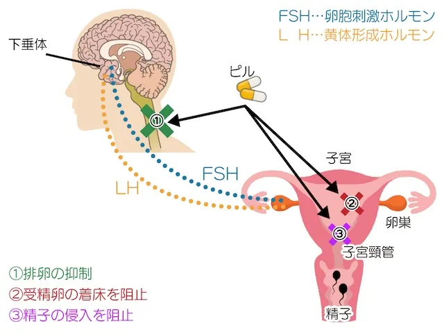 生理が軽くなる？ピルの仕組み