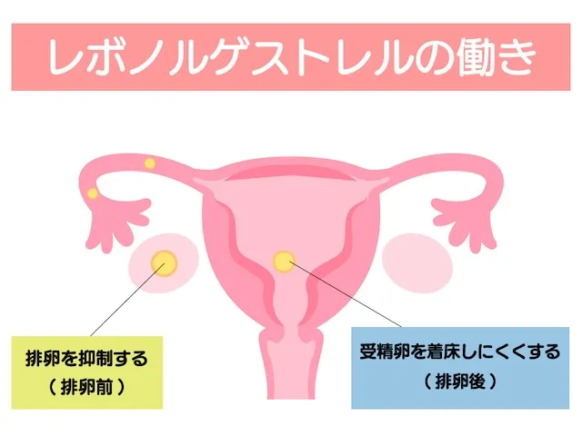 レボノルゲストレルの働き